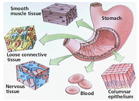 2090_epithelial tissue.png